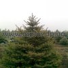 picea (7)